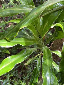 Image of Dracaena xiphophylla Baker