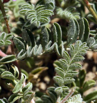 Image of Astragalus lentiginosus var. pseudiodanthus