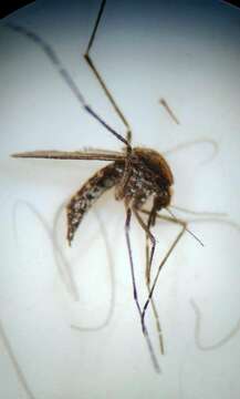 Image de Aedes sollicitans (Walker 1856)