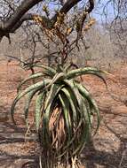 Image of Aloe marlothii subsp. marlothii