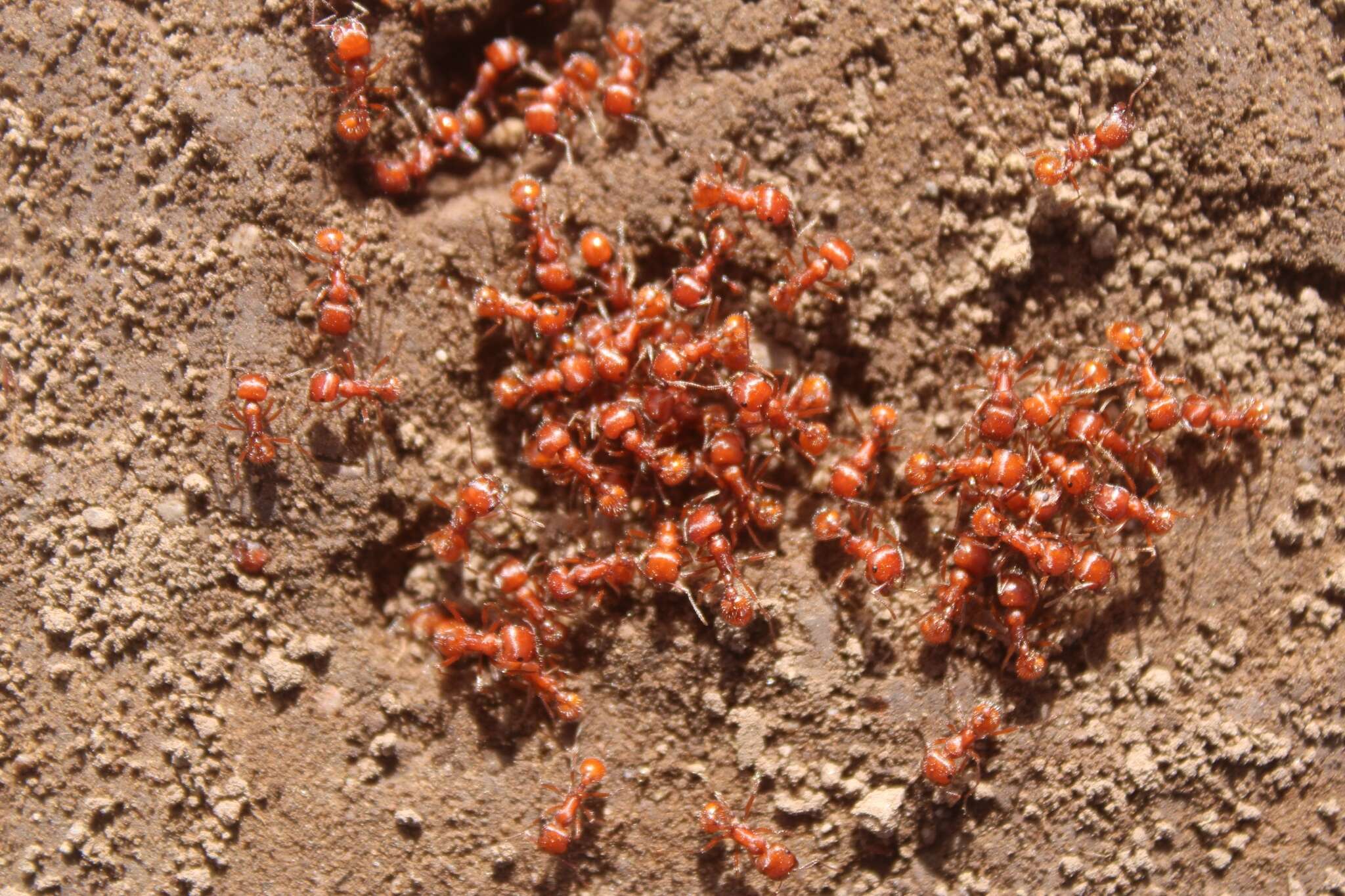 Image of Pogonomyrmex subnitidus Emery 1895