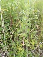 Image of Artemisia rubripes Nakai