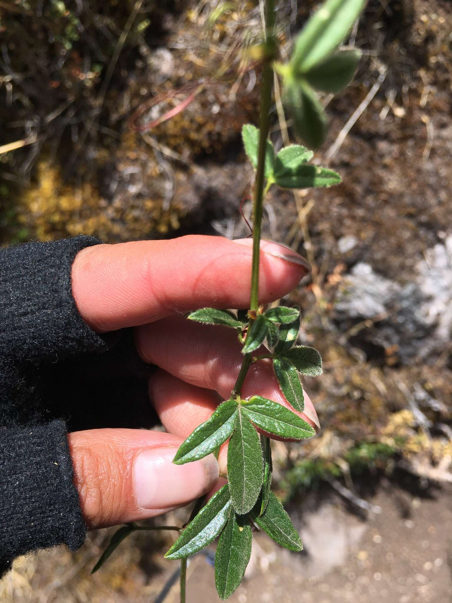 Image of Passiflora gracilens (A. Gray) Harms