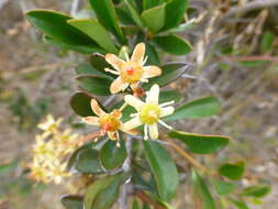 Image of Putterlickia pyracantha (L.) Szyszylowicz