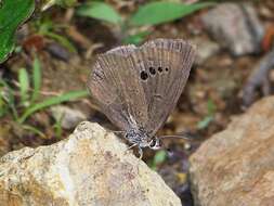 Image of Caerulea coeligena (Oberthür 1876)