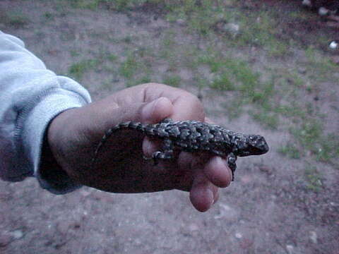 Image of Sceloporus lemosespinali Lara-góngora 2004