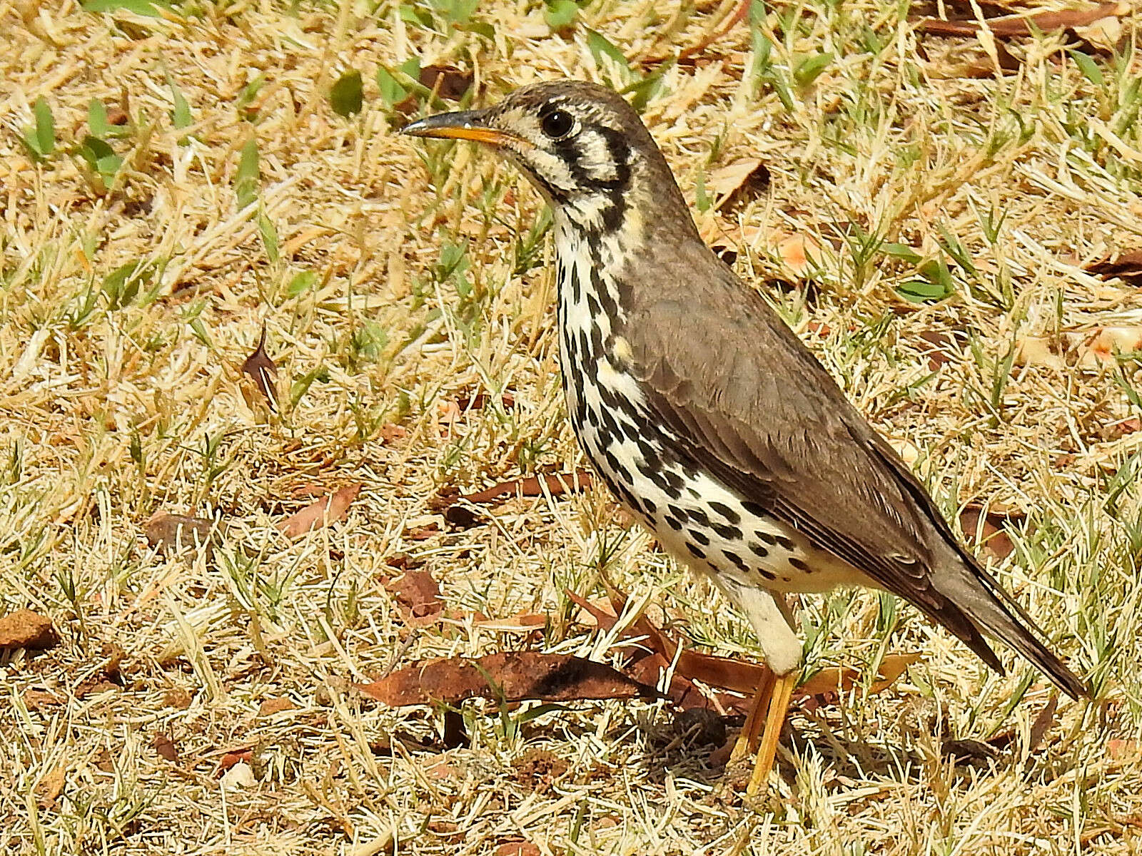 Plancia ëd Turdus litsitsirupa (Smith & A 1836)