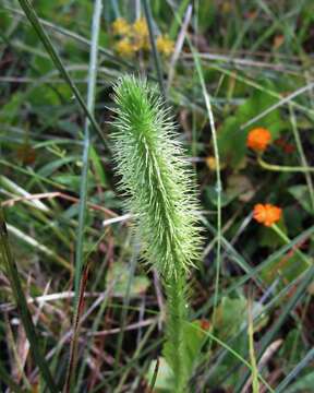 Image of Feather-Stem Club-Moss