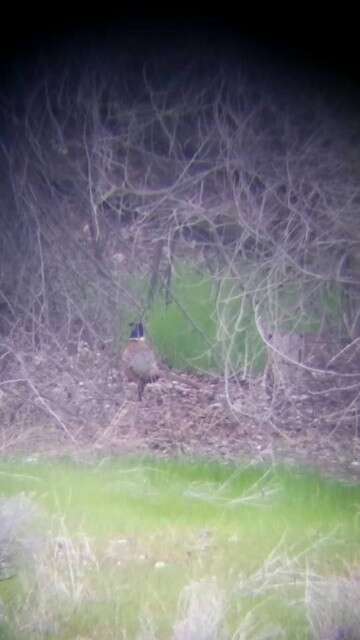 Image of Chinese Ring-necked Pheasant