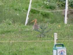 Image of Limosa limosa limosa (Linnaeus 1758)