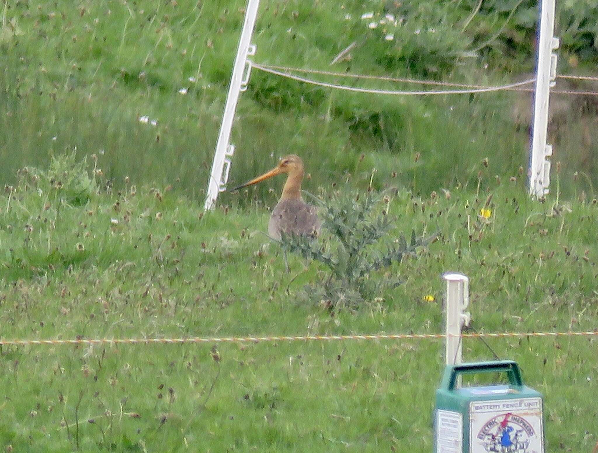 Image of Limosa limosa limosa (Linnaeus 1758)