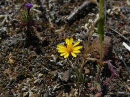 Image of golden chaetopappa