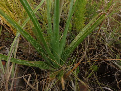 Слика од Aloe micracantha Haw.