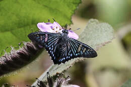 Imagem de Phocides urania Westwood 1852