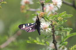 Image of Two-spotted Forester