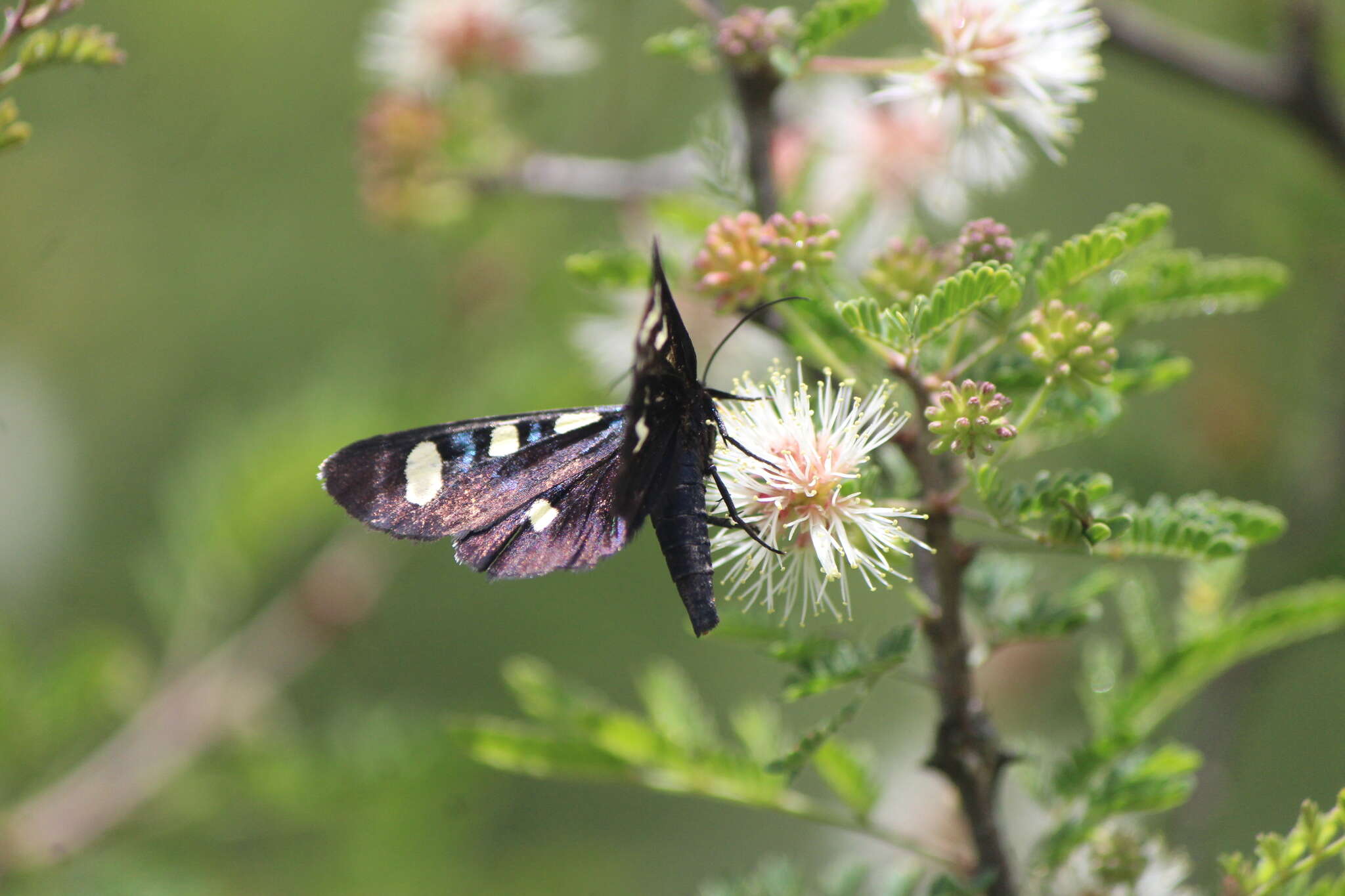 Imagem de Alypiodes bimaculata Herrich-Schäffer 1853