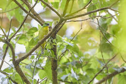 Image of Green Shrike-Vireo