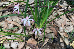 Caladenia clarkiae D. L. Jones resmi