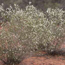 Image of Thryptomene hexandra C. T. White