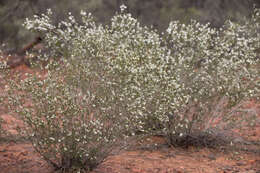 Image de Thryptomene hexandra C. T. White