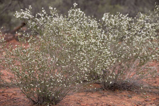 Слика од Thryptomene hexandra C. T. White