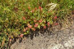 Rumex vesicarius L. resmi