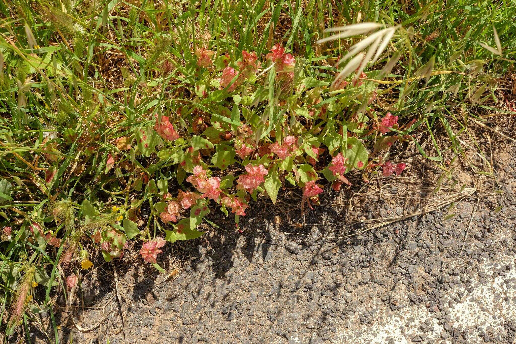 Rumex vesicarius L. resmi