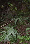 Image of Woodwardia spinulosa Mart. & Gal.