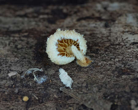 Image of Pleuroflammula flammea (Murrill) Singer 1946