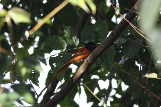 Image of Black-headed Paradise-Flycatcher