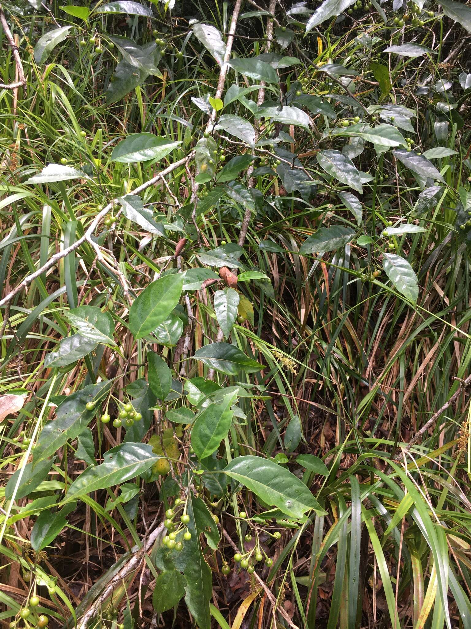 Image of green nightshade