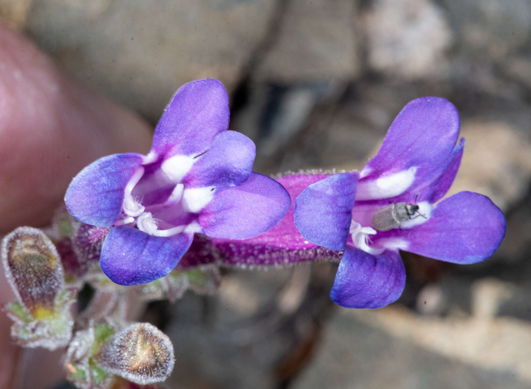 Image of Snow Mountain beardtongue