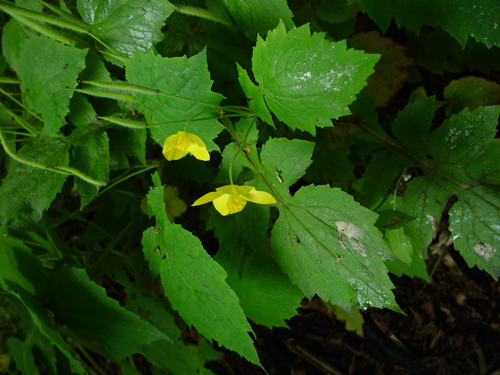 Image of Stylophorum lasiocarpum (Oliver) Fedde