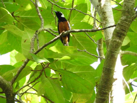 Image of White-capped Monarch