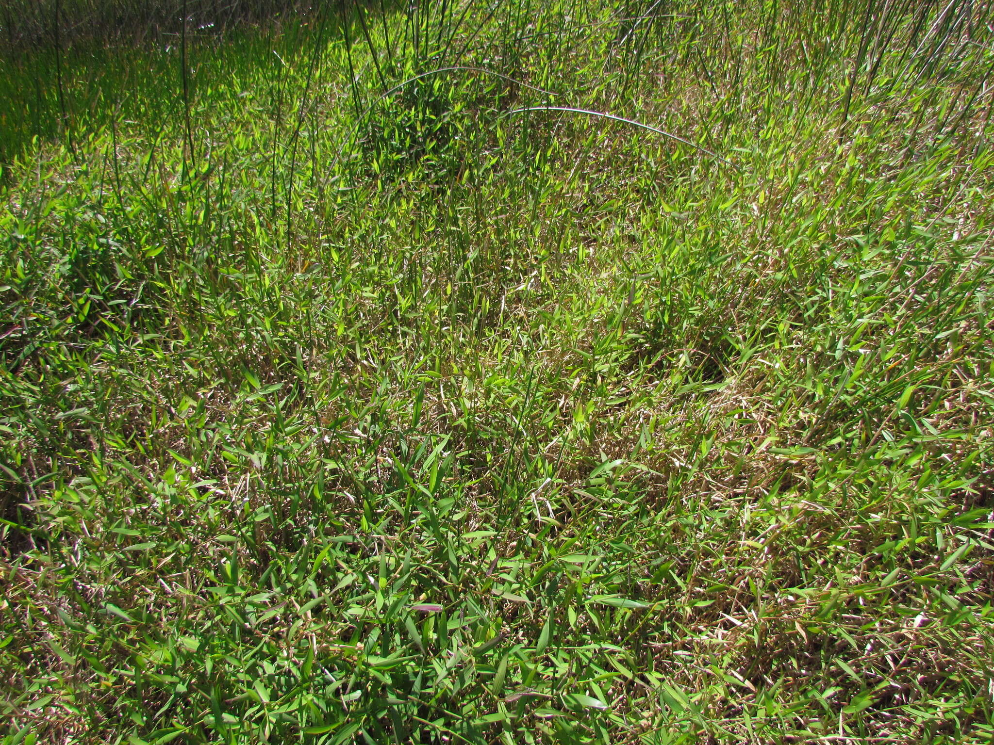 Image of Oxypetalum tubatum Malme