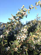 Image of Australian myrtle