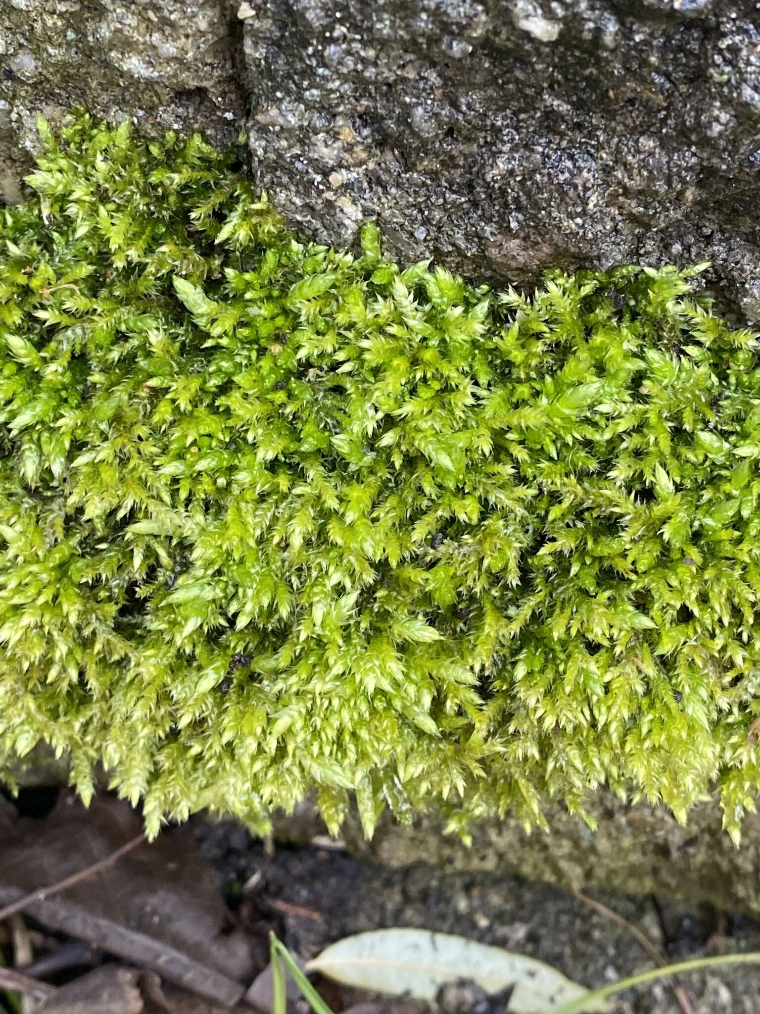 Image of callicladium moss