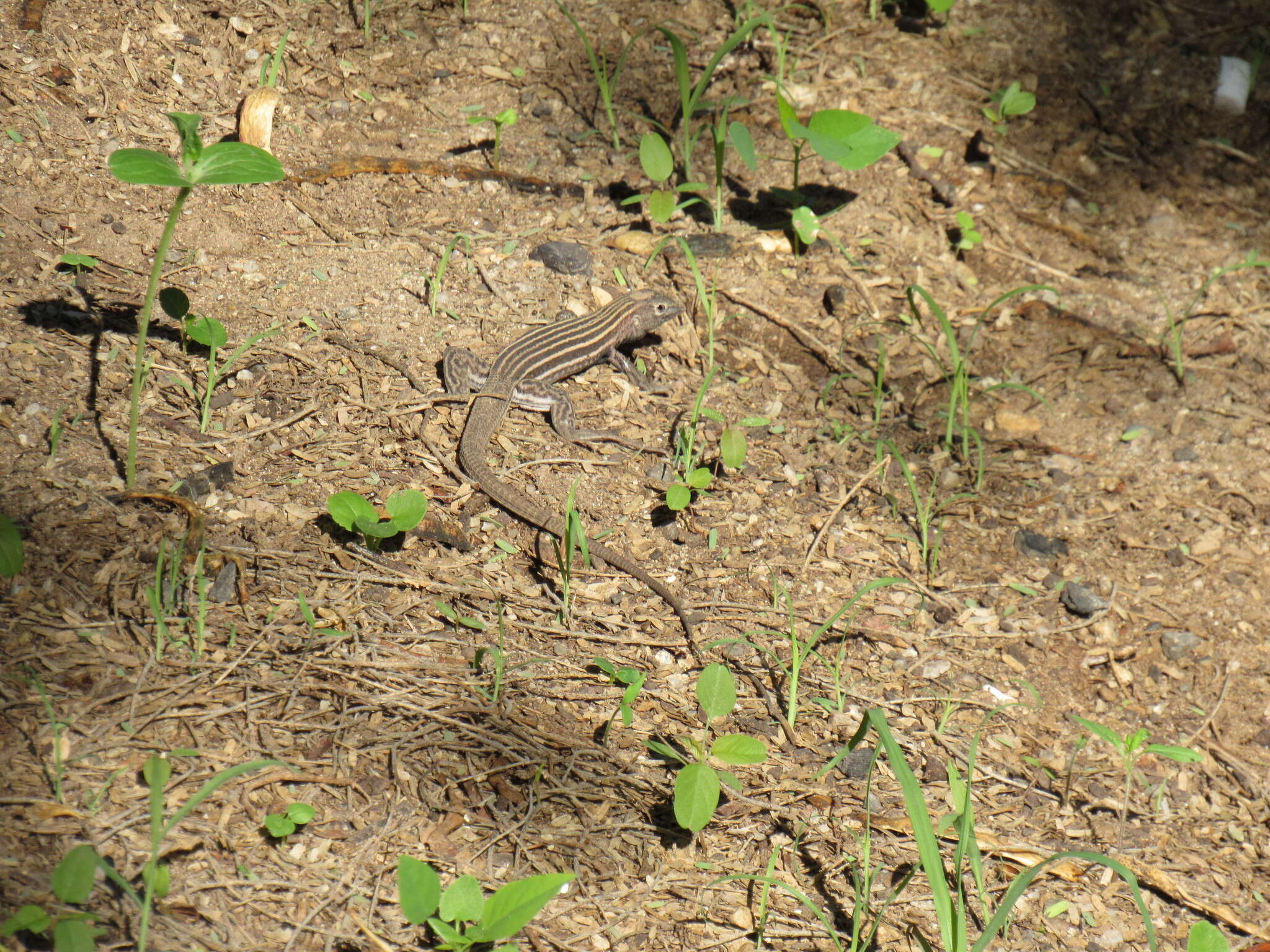 Image of San Pedro Nolasco whiptail
