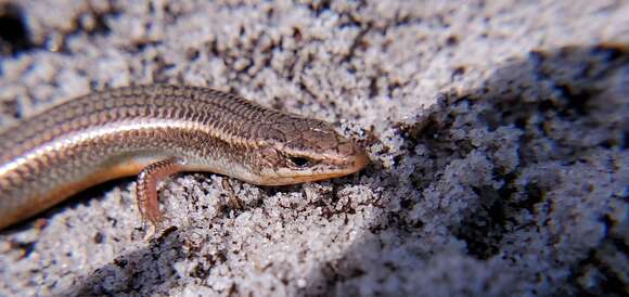 Plancia ëd Plestiodon egregius lividus Mount 1965