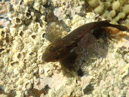 Image of Common Triplefin