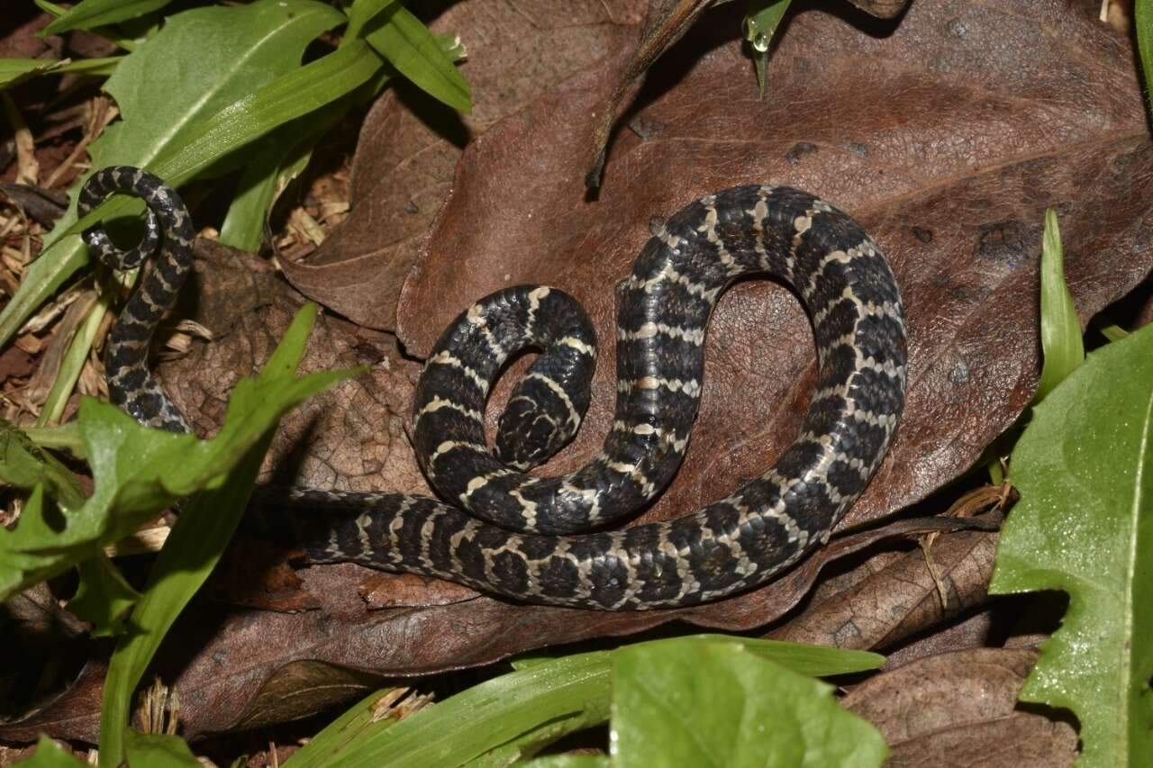 Image of Dipsas ventrimaculata (Boulenger 1885)