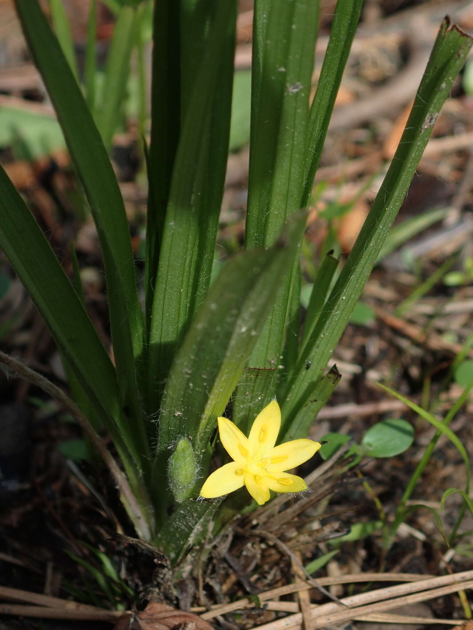 Image of Glossy-Seed Yellow Star-Grass