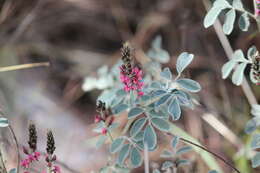 Imagem de Indigofera basedowii E. Pritz.