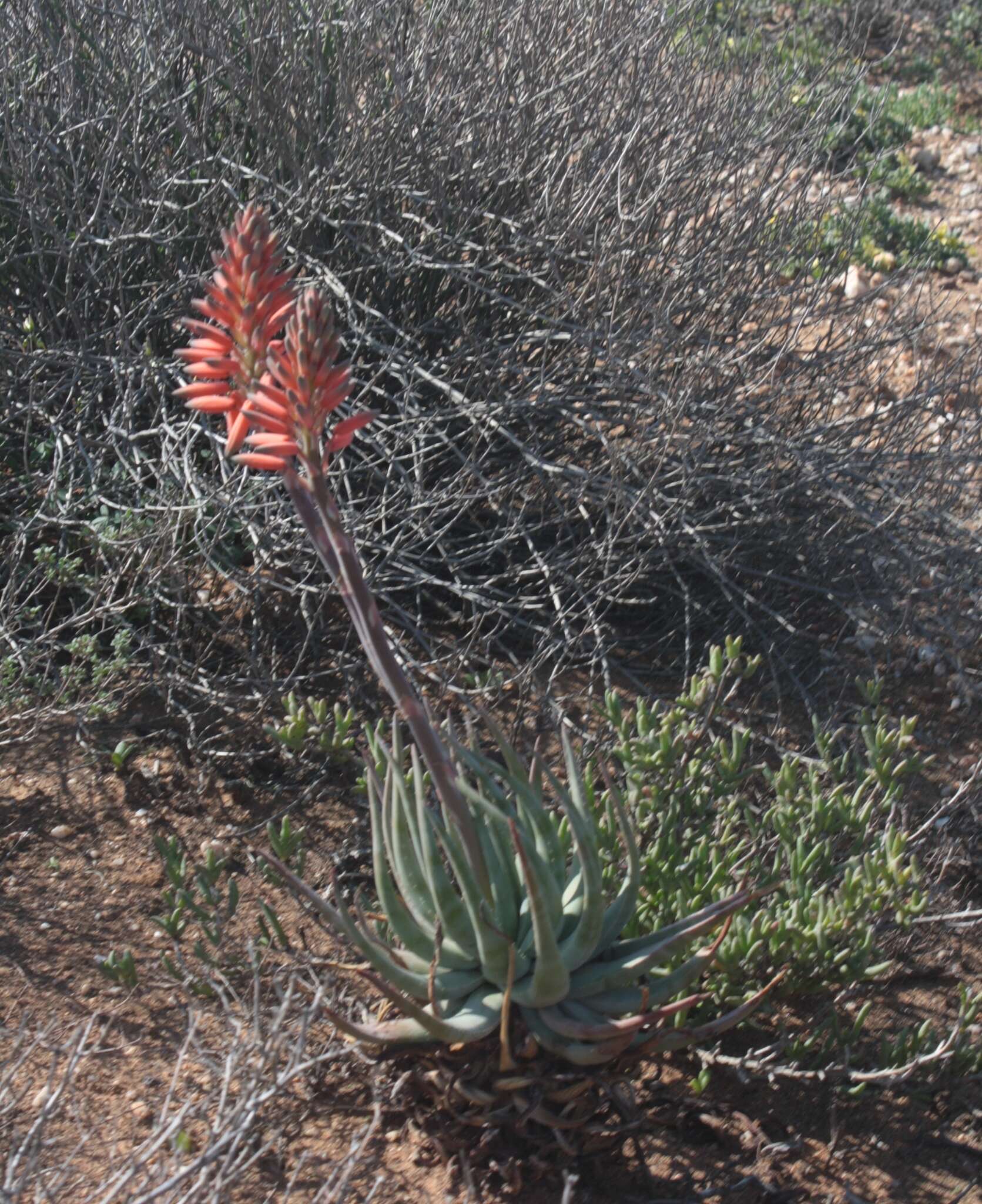 Aloe krapohliana Marloth resmi