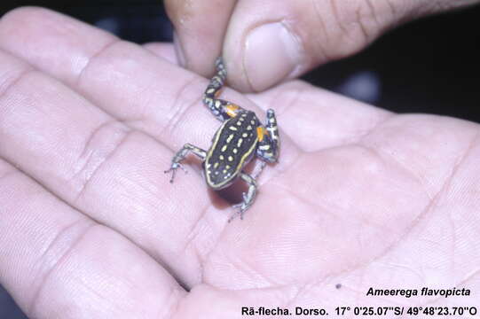 Image of Lutz's Poison Frog