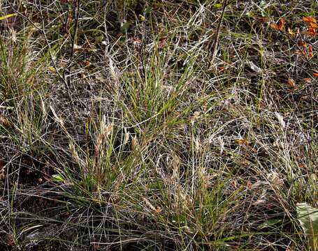 Image de Danthonia intermedia subsp. riabuschinskii (Kom.) Tzvelev