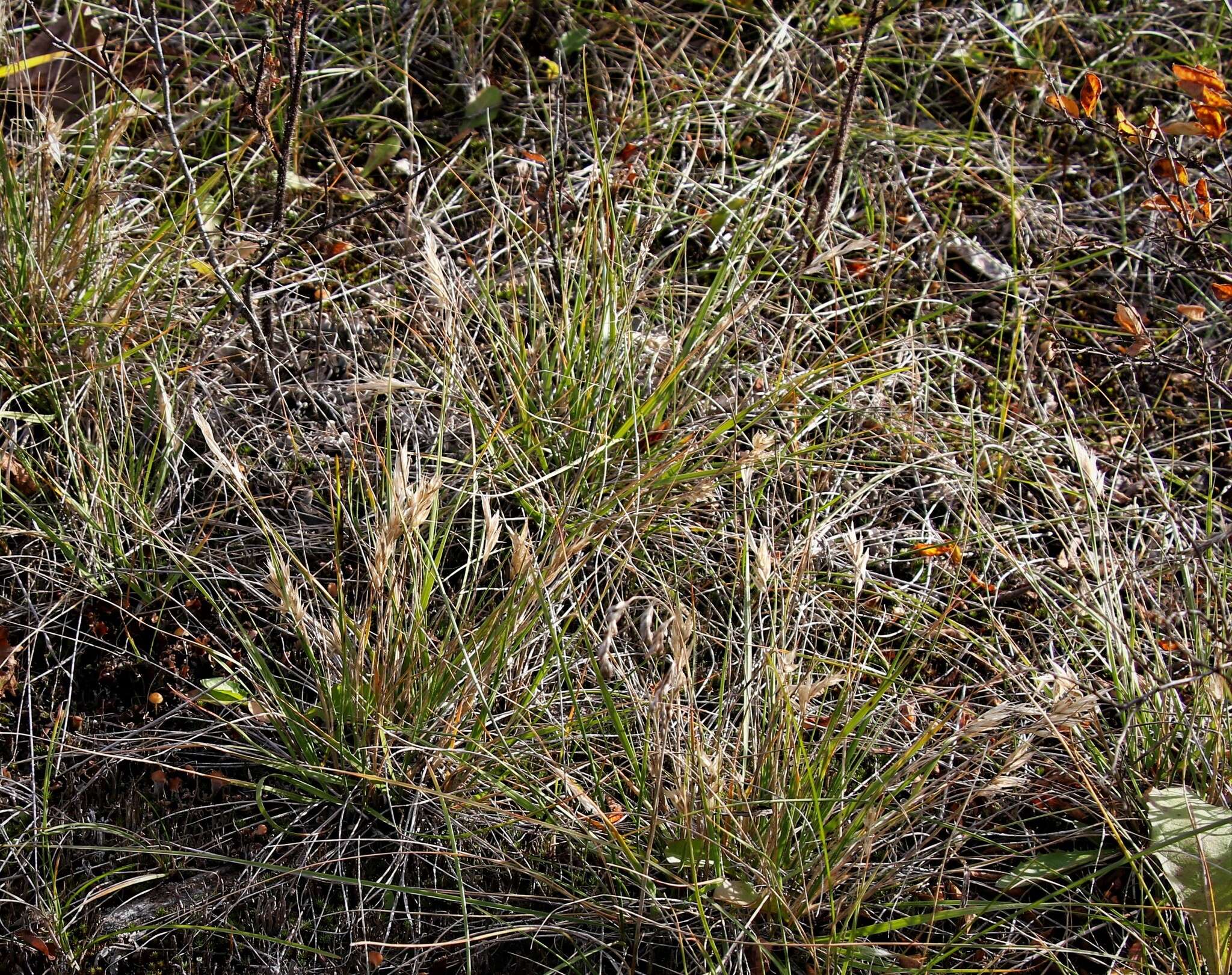 Danthonia intermedia subsp. riabuschinskii (Kom.) Tzvelev的圖片