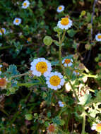 Image of Emory's rockdaisy