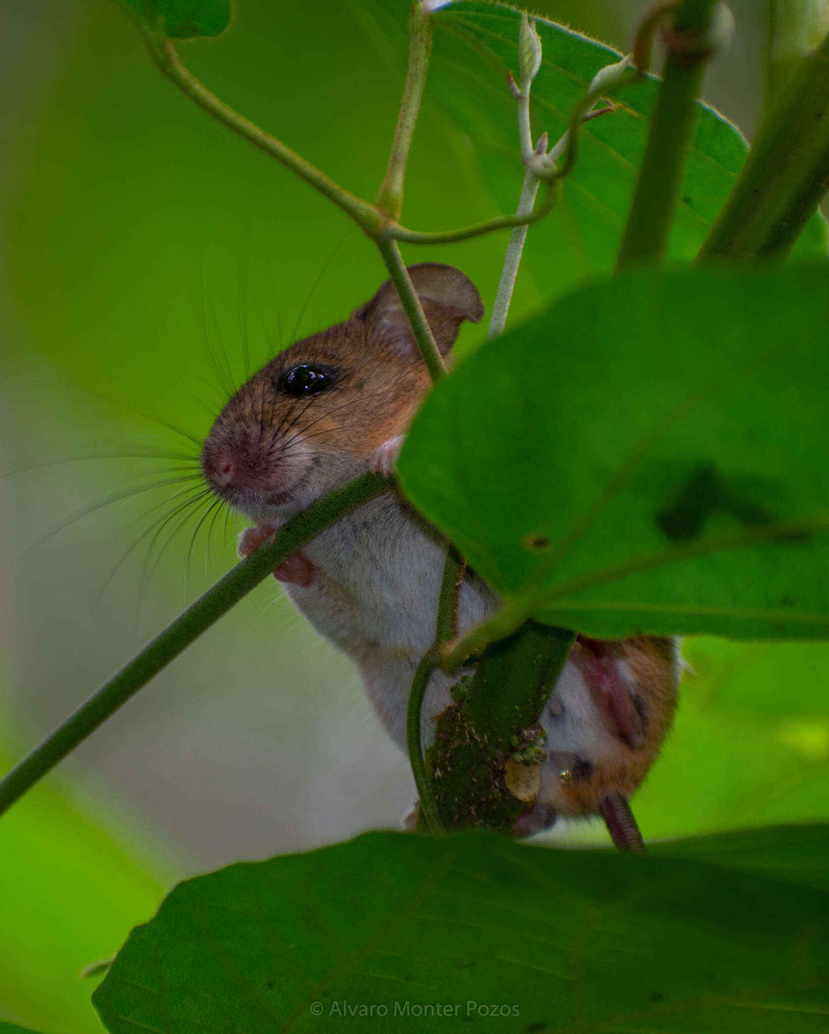 Image of Slender Harvest mouse