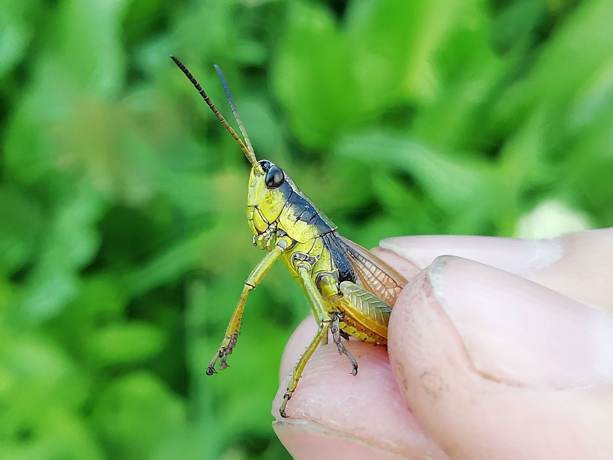 Podismopsis poppiusi (Miram 1907)的圖片